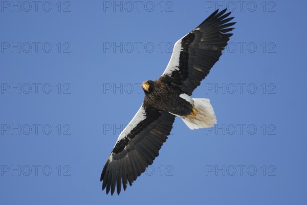 Steller's Sea Eagle (Haliaeetus pelagicus) flying, Hokkaido, Japan