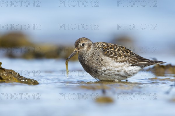 Purple Sandpiper (Calidris maritima) foraging, Iceland