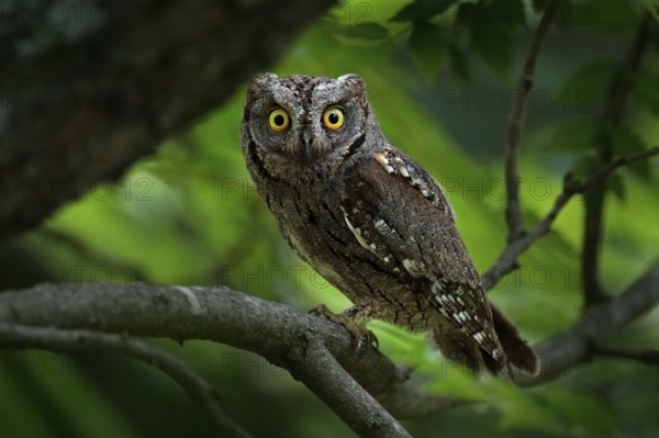 Common Scops Owl, Otus scops, little owl in the nature habitat, sitting on the green spruce tree branch, forest in the background, Bulgaria. Wildlife scene from nature