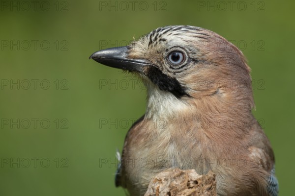 Eurasian Jay (Garrulus glandarius), Lower Saxony, Germany