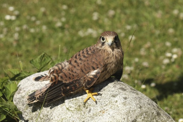 Common Kestrel (Falco tinnunculus) juvenile, Lower Saxony, Germany
