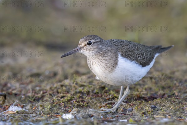 Common Sandpiper (Actitis hypoleucos), North Rhine-Westphalia, Germany