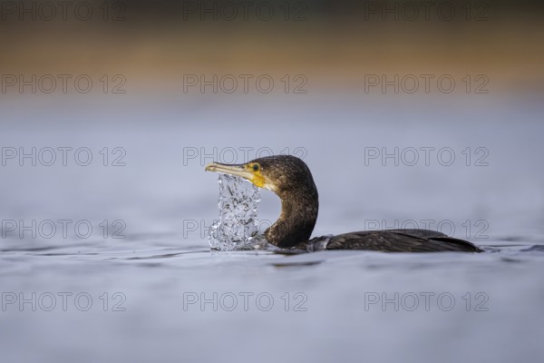 Great Cormorant (Phalacrocorax carbo), North Rhine-Westphalia, Germany