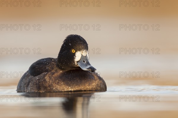 Tufted Duck (Aythya fuligula) female, Rhineland-Palatinate, Germany