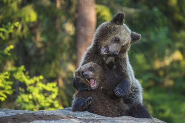 Eurasian Brown Bear (Ursus arctos) two fighting in forest, Finland