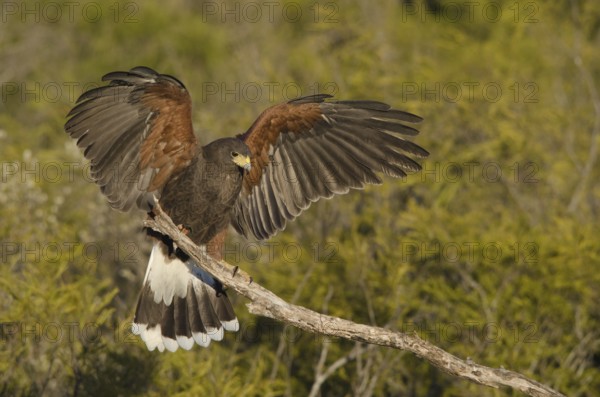 Harris's Hawk (Parabuteo unicinctus) flying, Texas, USA