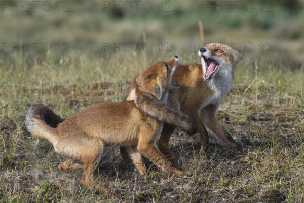 Red Fox (Vulpes vulpes) two adult fighting and playing in grassland, Netherlands