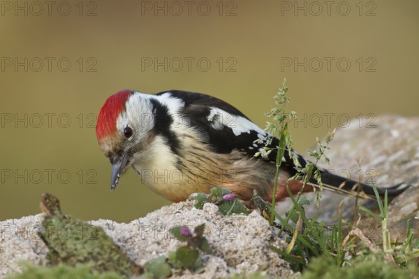 Middle Spotted Woodpecker (Dendrocoptes medius), Rhineland-Palatinate, Germany