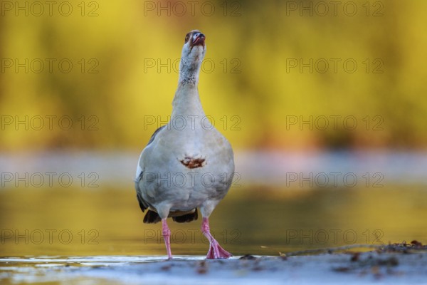 Egyptian Goose (Alopochen aegyptiaca), North Rhine-Westphalia, Germany