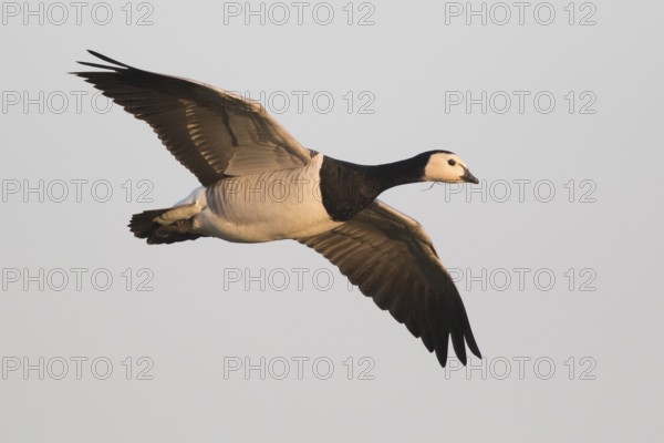 Barnacle Goose (Branta leucopsis), North Rhine-Westphalia, Germany