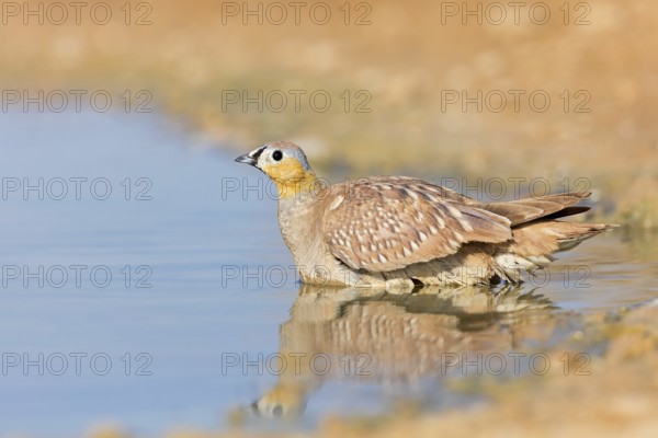 Kronenflughuhn, Crowned Sandgrouse, Pterocles coronatus, Ganga couronné, Ganga Coronada