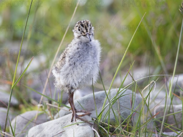 Purple Sandpiper (Calidris maritima) chick, Spitsbergen, Norway