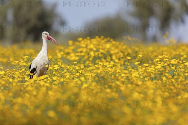 Weißstorch, White Stork, Ciconia ciconia, Cigogne blanche, Cigüeña Blanca, Cigüeña Común