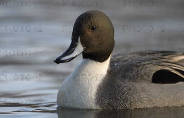 Spiessente (Anas acuta), Pintail, Maennchen, Erpel, Portrait, Februar, Oberhausen, Ruhrgebiet, Nordrhein-Westfalen, Deutschland
