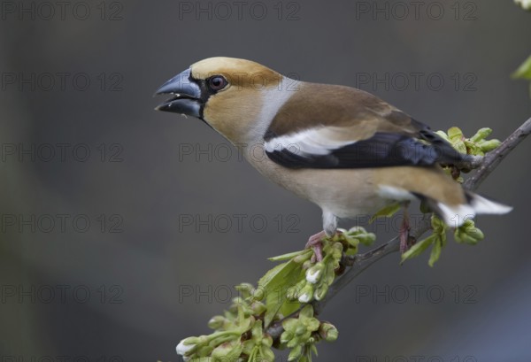 Hawfinch (Coccothraustes coccothraustes) male, Saxony, Germany
