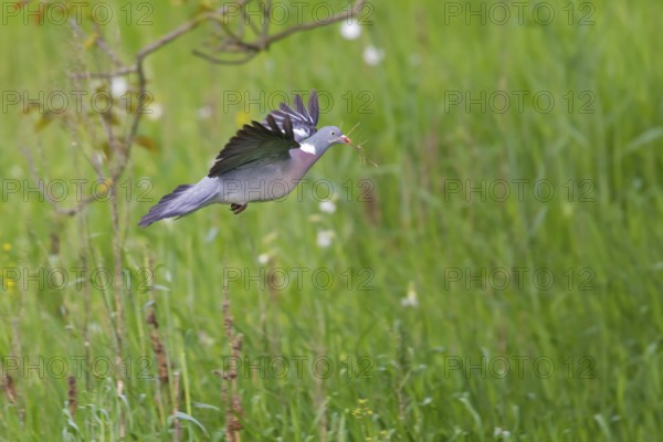 Common Wood Pigeon (Columba palumbus) flying, Rhineland-Palatinate, Germany