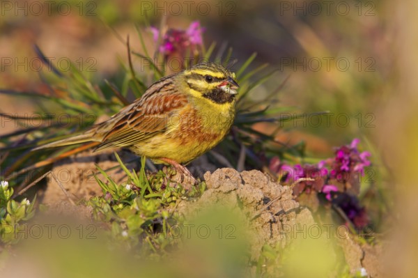 Cirl Bunting (Emberiza cirlus) male, Rhineland-Palatinate, Germany