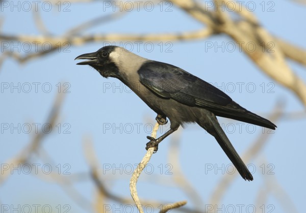 House Crow (Corvus splendens) calling from branch, Mascate, Oman