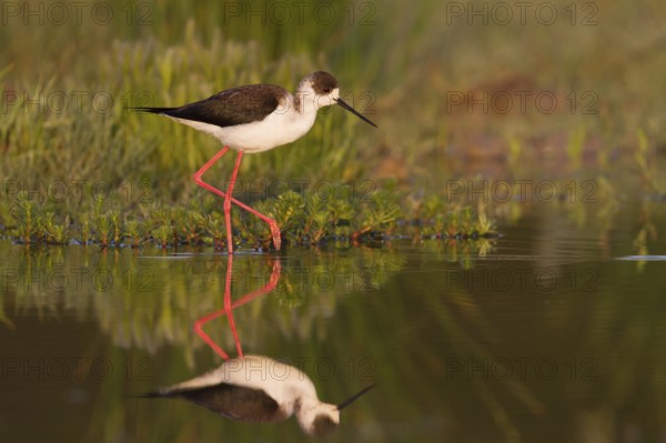 Black-winged Stilt (Himantopus himantopus), Cyprus