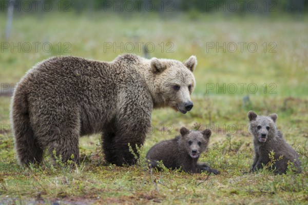 Eurasian Brown Bear (Ursus arctos) mother with two cubs, Karelia, Finland