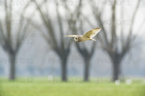 Short-eared Owl (Asio flammeus) flying, Emilia-Romagna, Italy