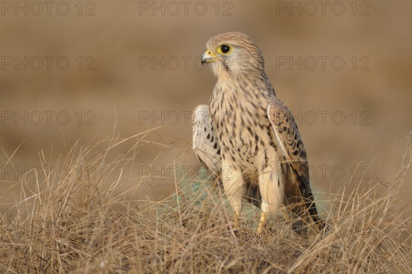 Common Kestrel (Falco tinnunculus), India