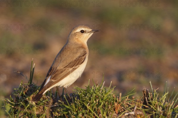 Isabelline Wheatear (Oenanthe isabellina), Greece