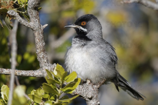 Rüppell's Warbler (Sylvia ruppeli) male perched on a branch, Greece