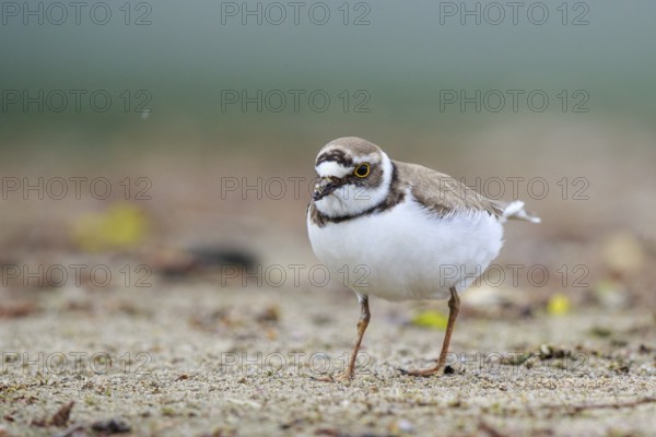 Little Ringed Plover (Charadrius dubius) female, North Rhine-Westphalia, Germany