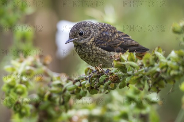 Gartenrotschwanz - Jungvogel auf Fingerhut