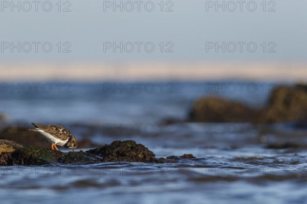 Ruddy Turnstone (Arenaria interpres) feeding amongst the rocks, Asturias, Spain