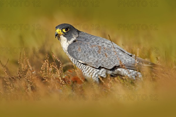 Peregrine Falcon