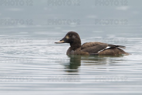 Velvet Scoter (Melanitta fusca) female, Krk, Croatia