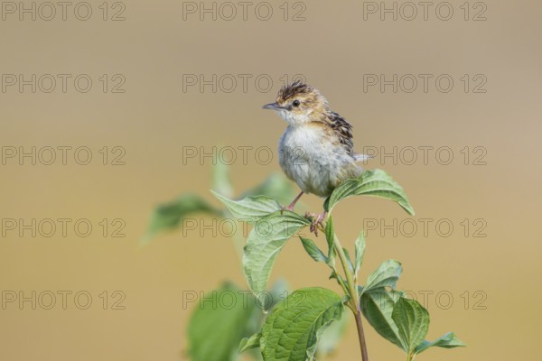 Zitting Cisticola (Cisticola juncidis) perched on a branch, Istria, Croatia