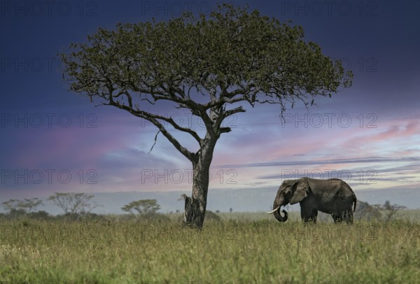 Afrikanischer Elefant (Loxodonta africana) Elefanten Bulle steht einsamer unter Leberwurstbaum (Kigelia africana) in Savanne, Serengeti National Park, Tansania | African elephant (Loxodonta africana) elephant bull standing lonely next to sausage tree (Kigelia africana) in savanna, Serengeti National Park; Tanzania