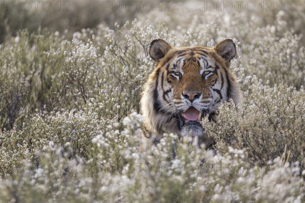 Bengal Tiger (Panthera tigris) male portrait in blooming meadow, captive, Philippolis, South Africa