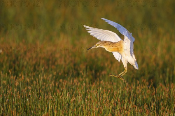 Squacco Heron (Ardeola ralloides) flying, Greece