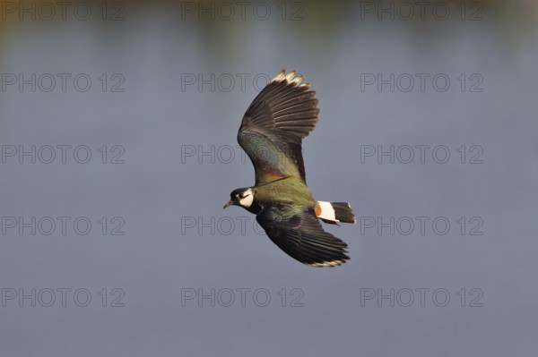 Northern Lapwing (Vanellus vanellus) flying, Thuringia, Germany