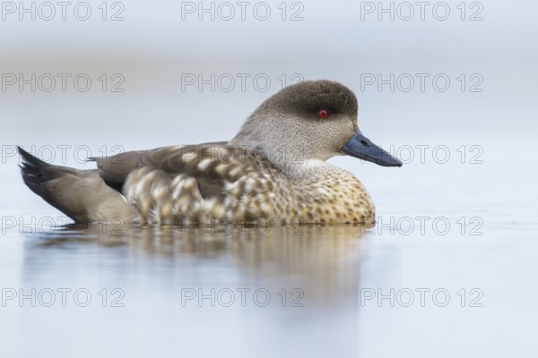 Patagonian Crested Duck (Lophonetta specularioides) on a small pond in the Falkland Islands
