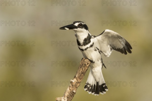 Pied Kingfisher (Ceryle rudis) male with fish in beak, Gambia