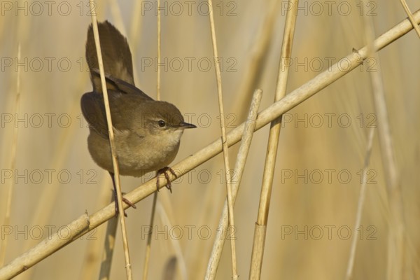 Savi's Warbler (Locustella luscinioides), Rhineland-Palatinate, Germany