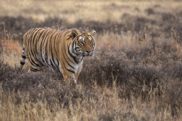 Bengal Tiger (Panthera tigris) adult walking in grassland, captive, Philippolis, South Africa