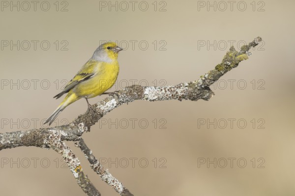 Citril Finch (Carduelis citrinella) male perched on a branch, Aosta Valley, Italy