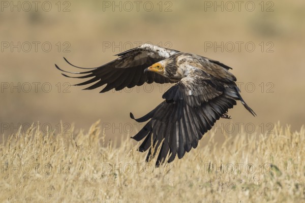 Egyptian Vulture (Neophron percnopterus) flying, Castile-La Mancha, Spain