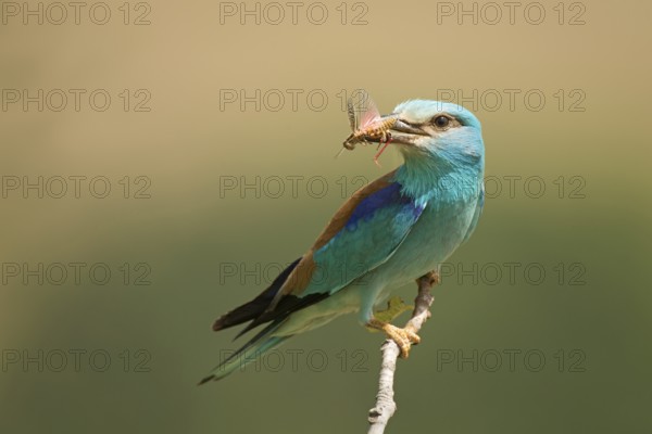 European Roller (Coracias garrulus) perched on a branch with insect in beak, Rome, Italy