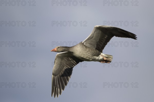 Graugans (Anser anser), Greylag goose, Altvogel im Flug, April, Insel Texel, Nordsee, Nordholland, Niederlande