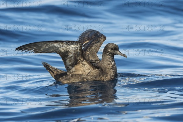 Sooty Shearwater (Ardenna grisea), Eilat, Israel