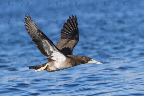 Brown Booby (Sula leucogaster) flying, Eilat, Israel