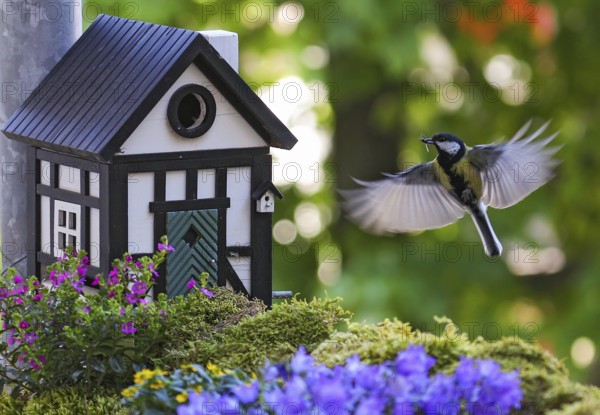 Great Tit (Parus major) approaching a bird house with food in its beak, Baden-Wuerttemberg, Germany