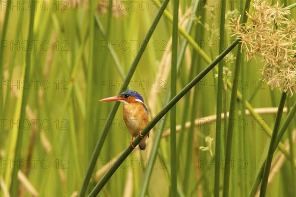 Malachite Kingfisher (Corythornis cristatus), Lake Baringo, Kenya